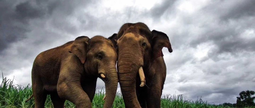 马云说要保护西双版纳的亚洲象，其实阿里巴巴已经在这么做了