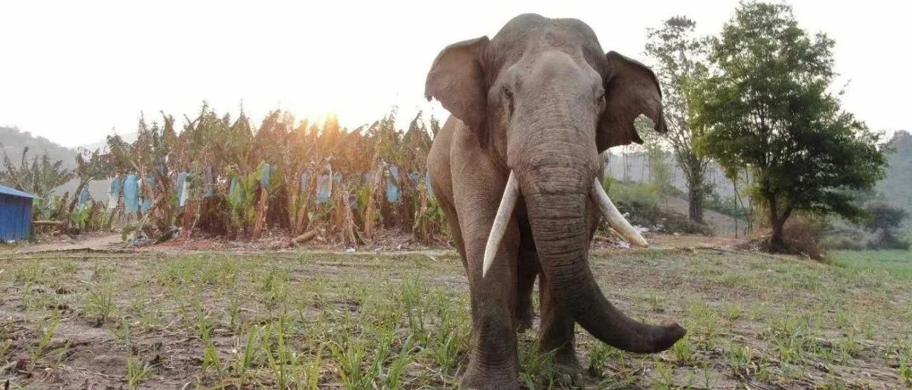 世界大象日｜前线保护者话说亚洲象保护建议